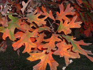 Crimson King Maple 2